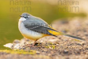 Foto di Ballerina gialla (Motacilla cinerea)