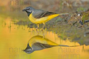 Foto di Ballerina gialla (Motacilla cinerea)