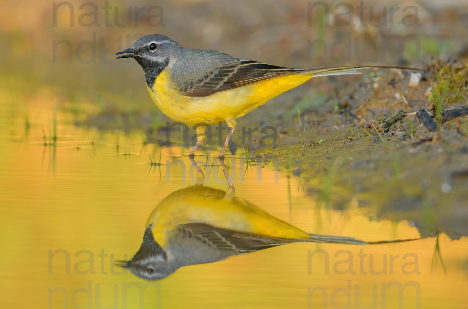 Photos of Grey Wagtail (Motacilla cinerea)