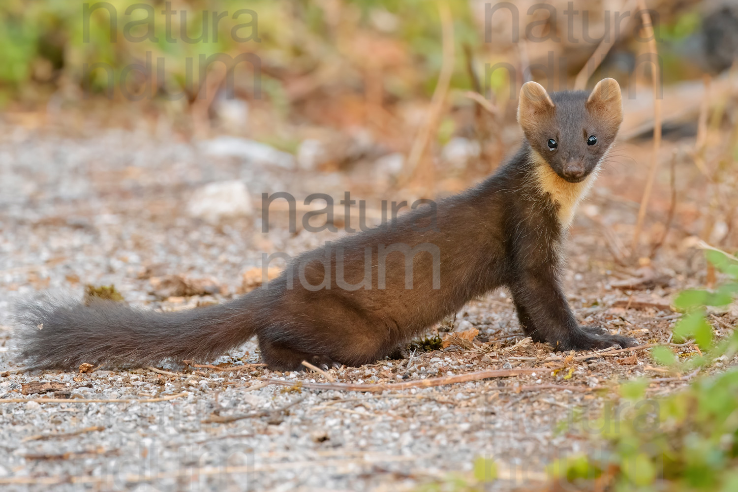 Photos of Pine Marten (Martes martes)