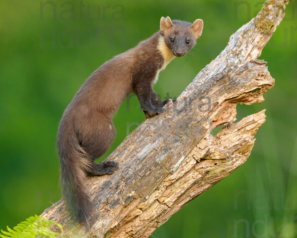 Photos of Pine Marten (Martes martes)