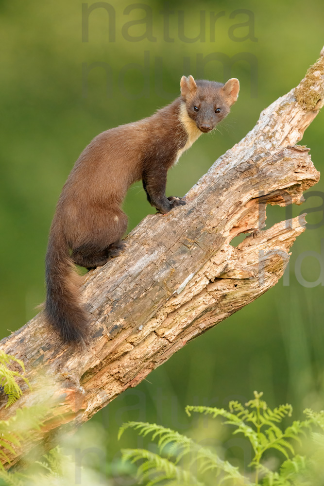 Photos of Pine Marten (Martes martes)