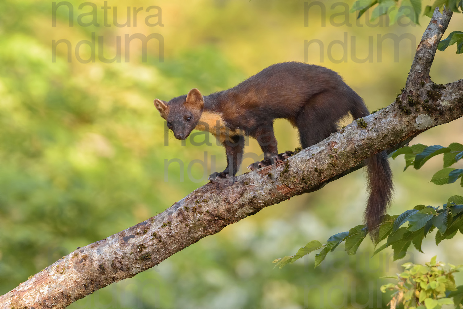 Photos of Pine Marten (Martes martes)