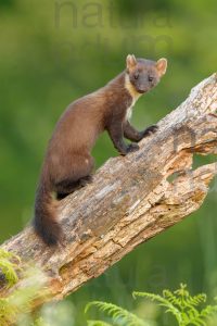 Photos of Pine Marten (Martes martes)