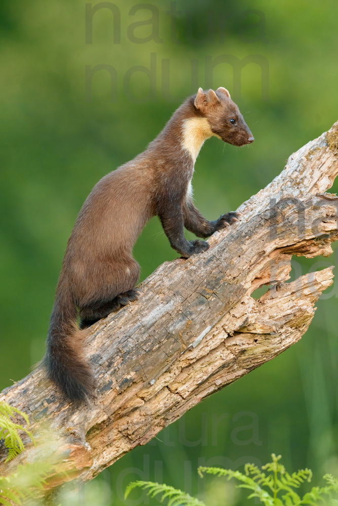 Photos of Pine Marten (Martes martes)