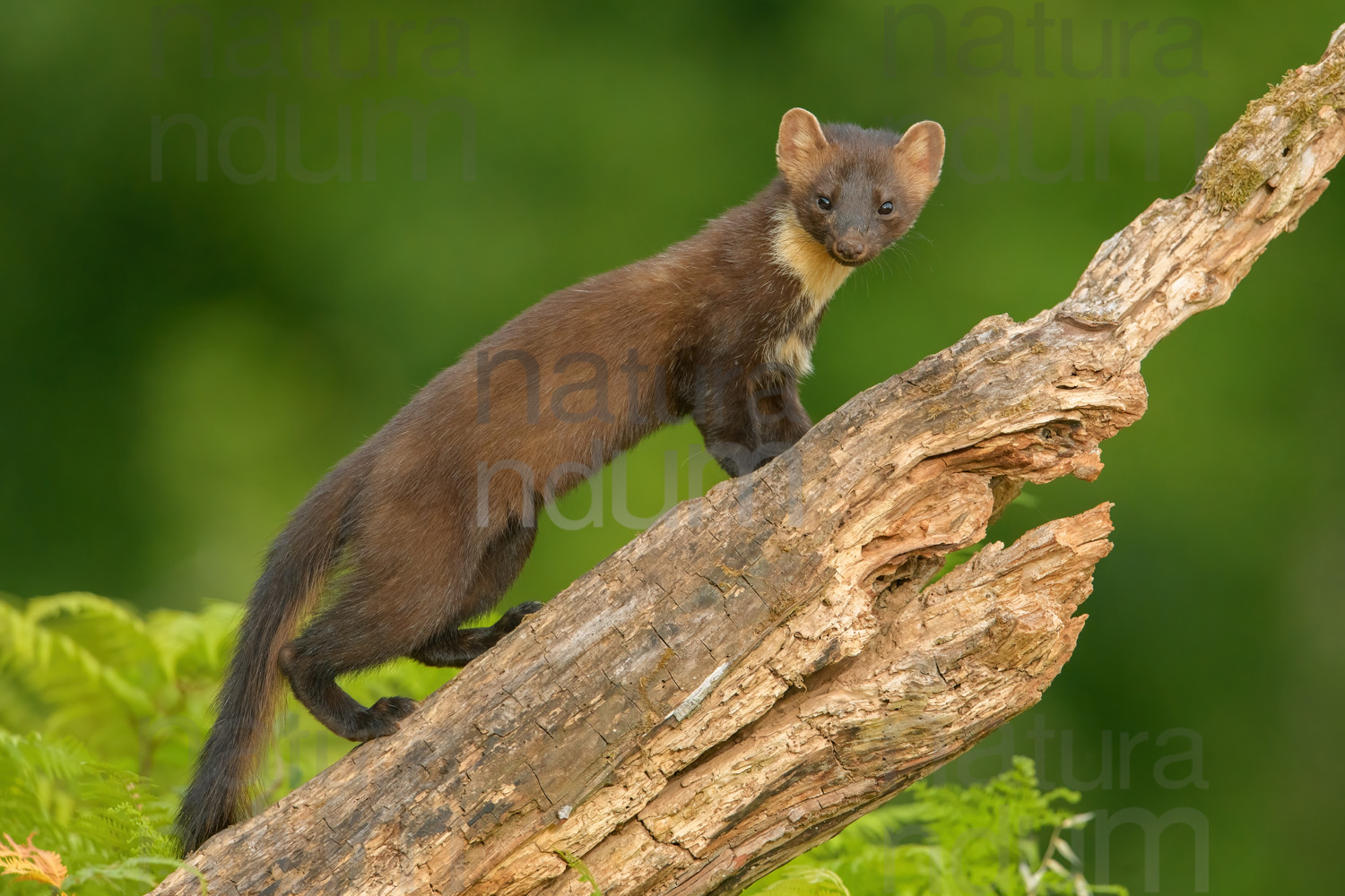 Photos of Pine Marten (Martes martes)