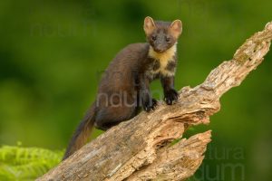 Photos of Pine Marten (Martes martes)