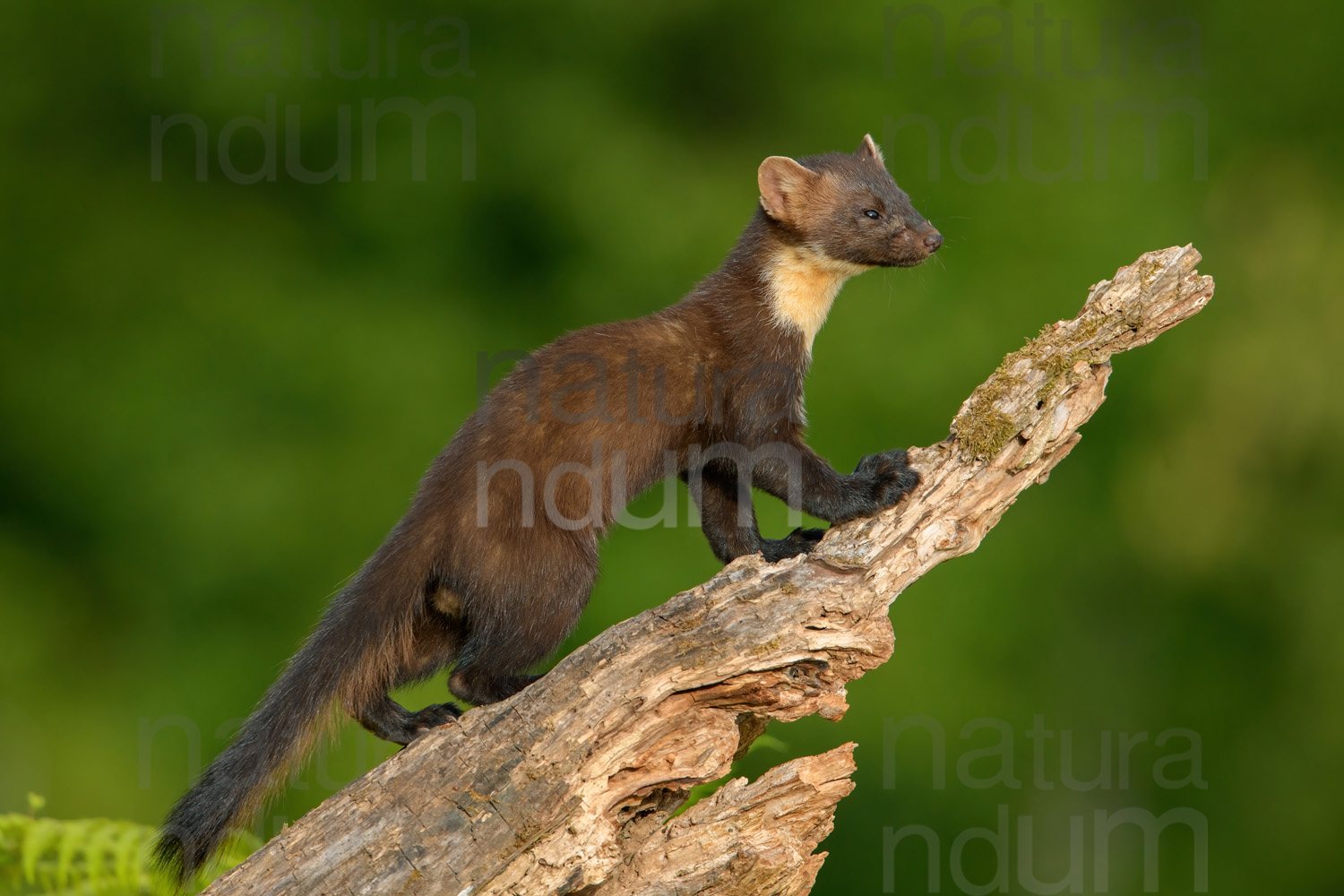 Photos of Pine Marten (Martes martes)