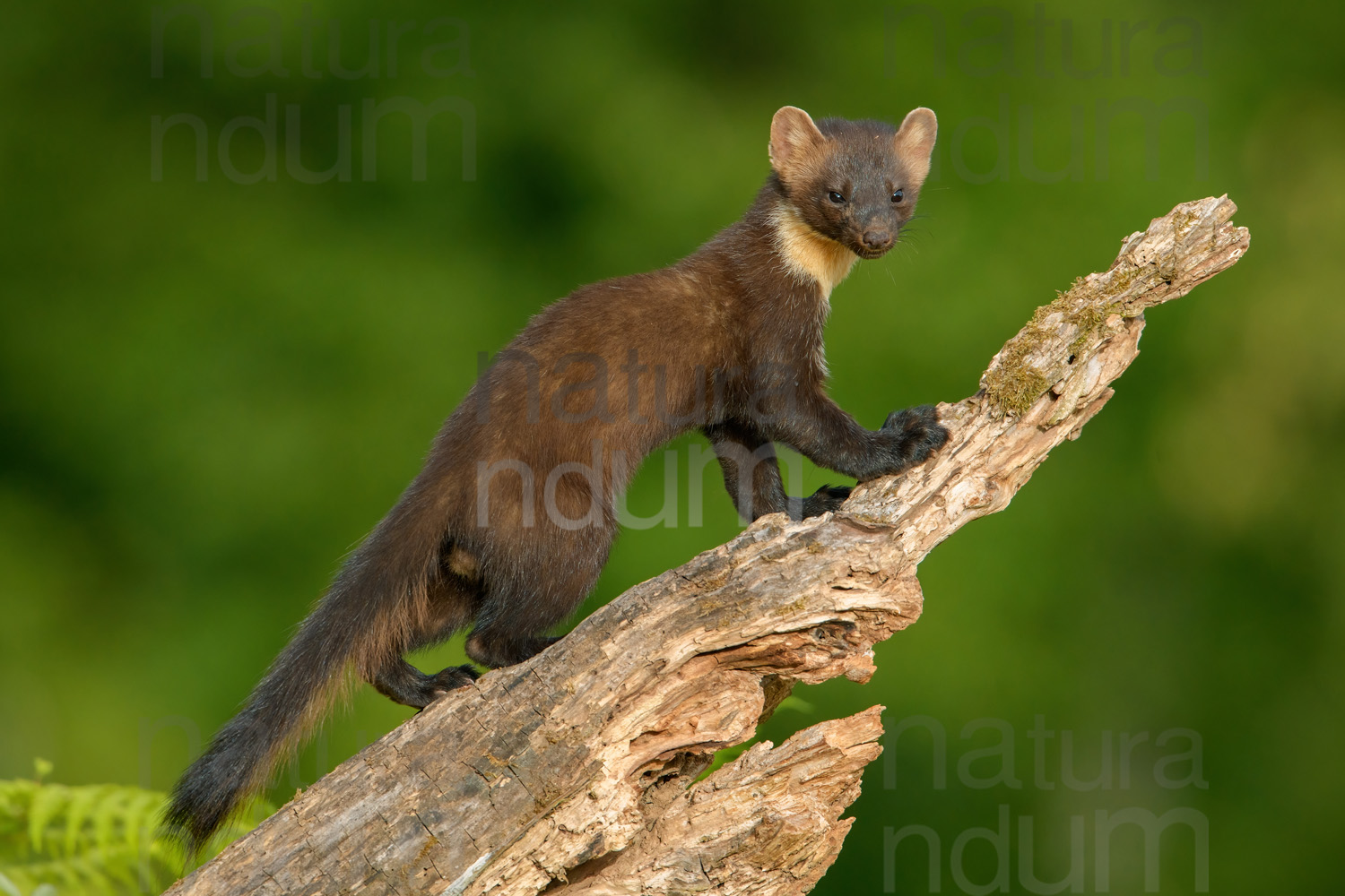 Photos of Pine Marten (Martes martes)