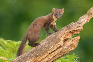 Photos of Pine Marten (Martes martes)