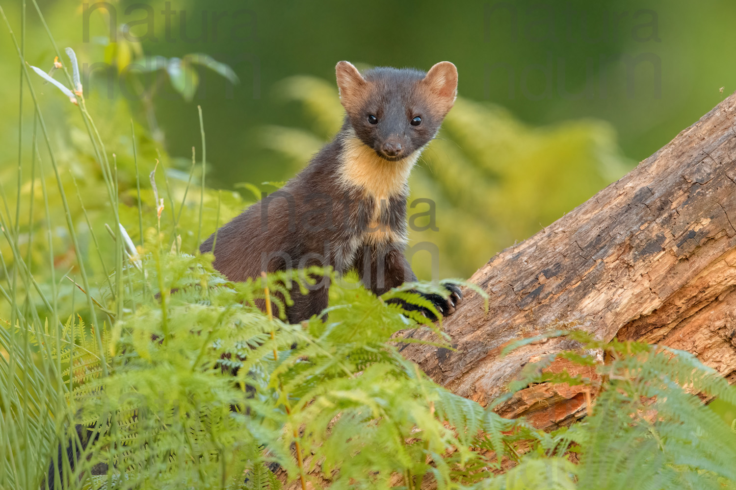 Photos of Pine Marten (Martes martes)