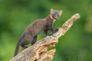 Photos of Pine Marten (Martes martes)