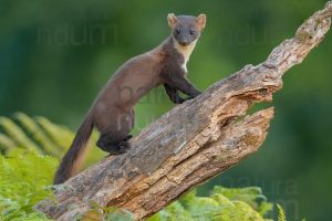 Photos of Pine Marten (Martes martes)