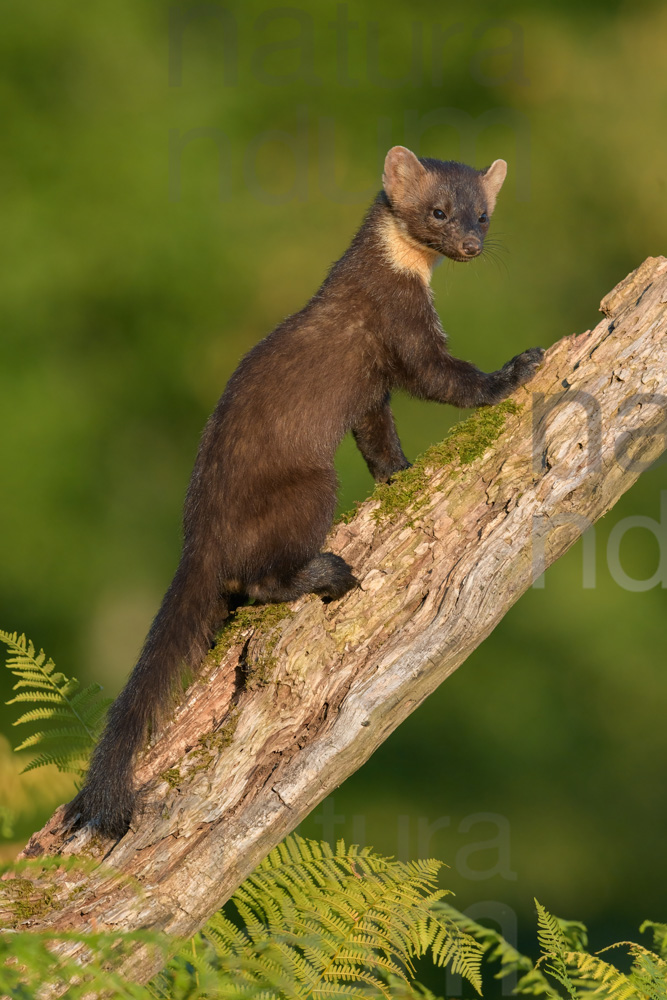 Photos of Pine Marten (Martes martes)