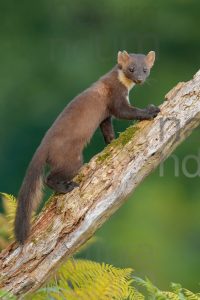 Photos of Pine Marten (Martes martes)