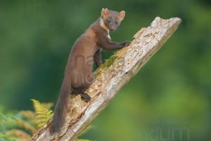 Photos of Pine Marten (Martes martes)