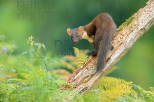 Photos of Pine Marten (Martes martes)