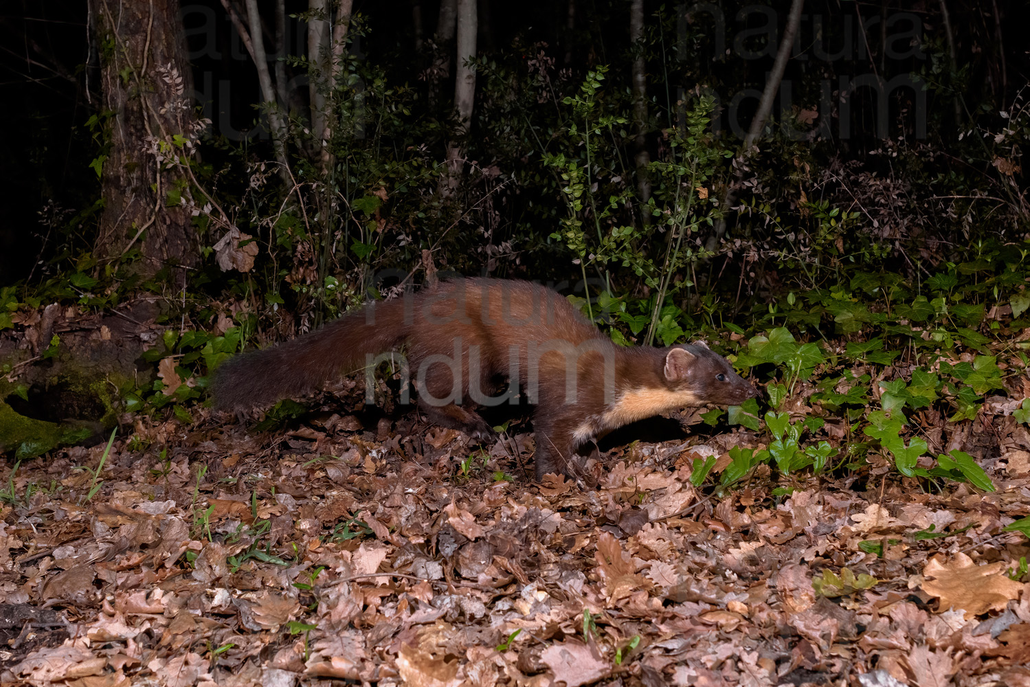 Photos of Pine Marten (Martes martes)