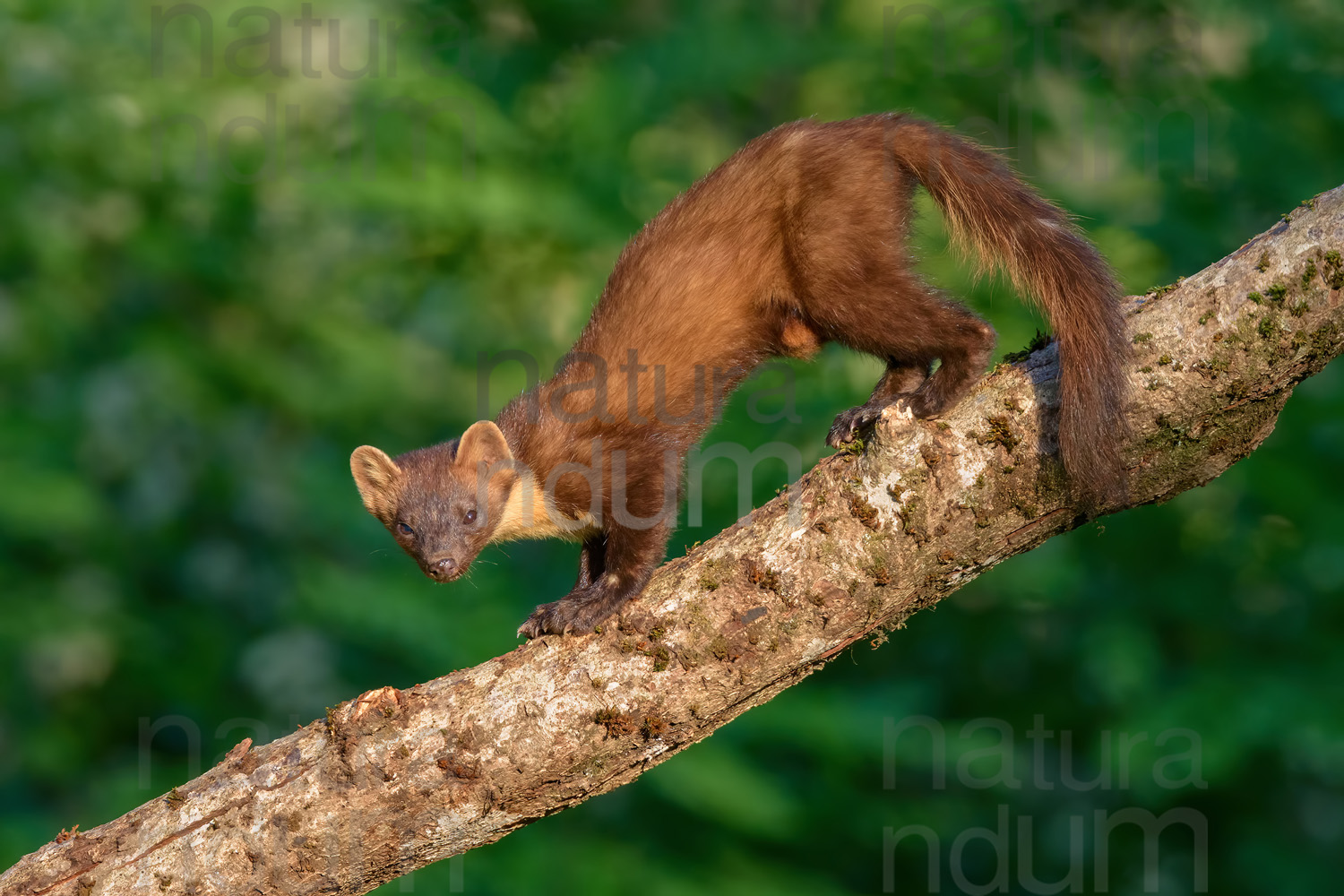 Photos of Pine Marten (Martes martes)