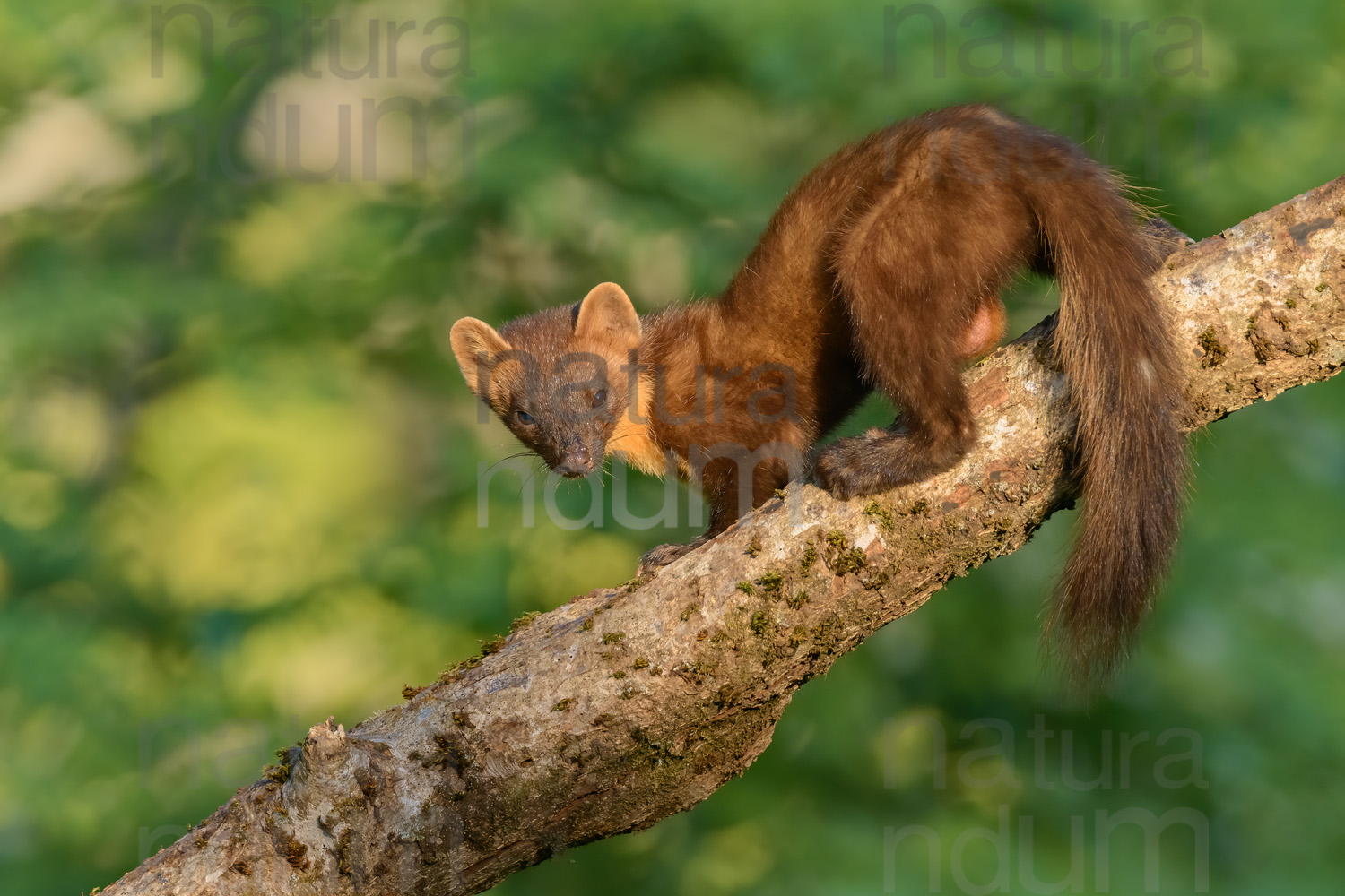 Photos of Pine Marten (Martes martes)