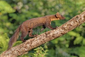 Photos of Pine Marten (Martes martes)