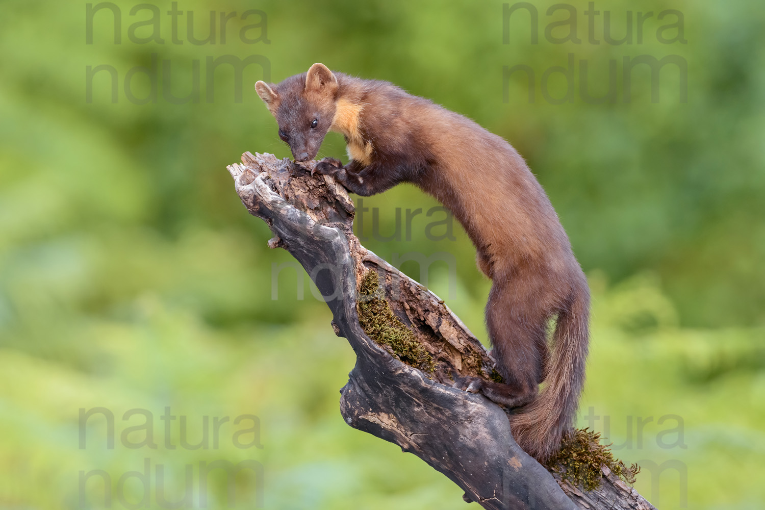 Photos of Pine Marten (Martes martes)