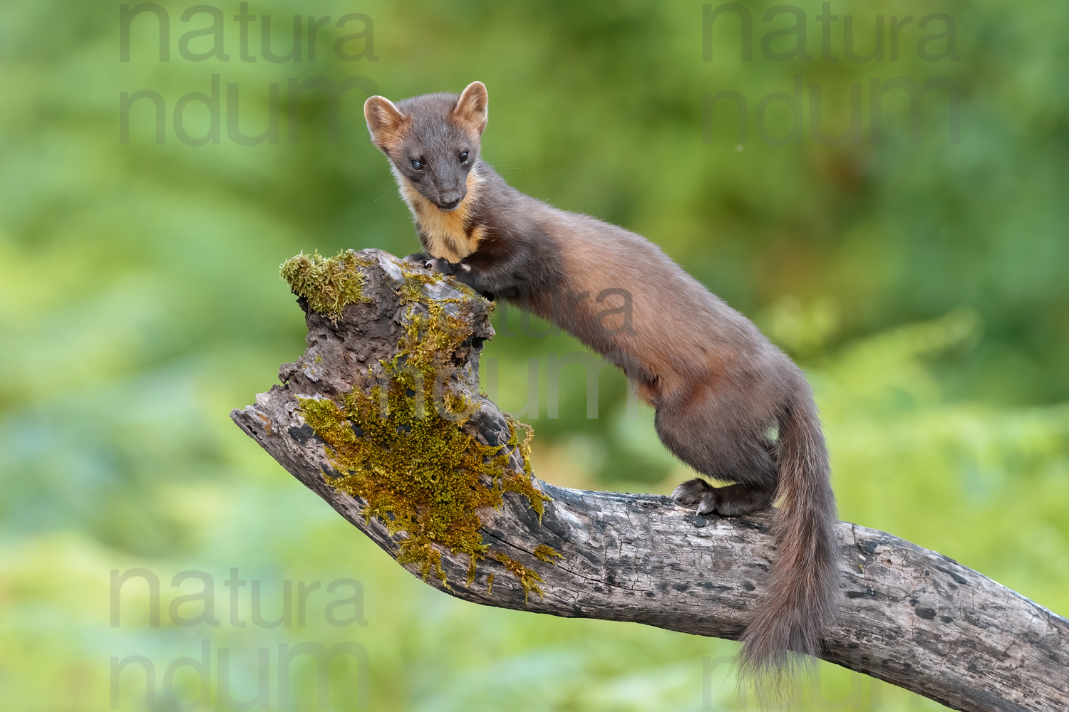 Photos of Pine Marten (Martes martes)