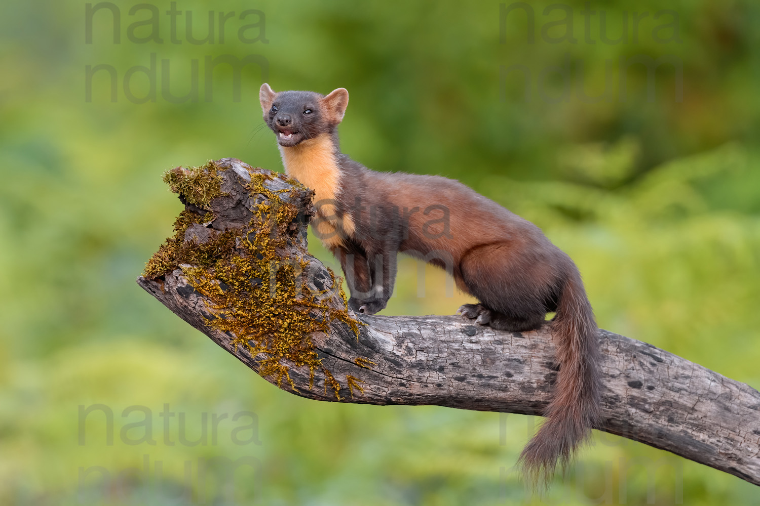 Photos of Pine Marten (Martes martes)