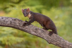 Photos of Pine Marten (Martes martes)