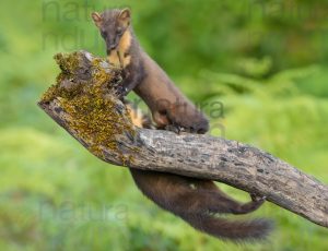 Photos of Pine Marten (Martes martes)