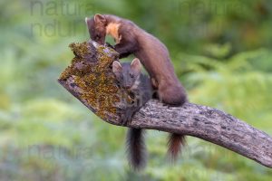 Photos of Pine Marten (Martes martes)