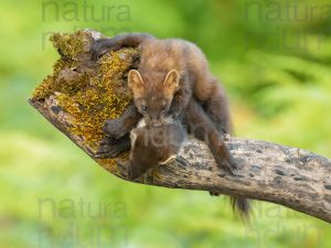 Photos of Pine Marten (Martes martes)