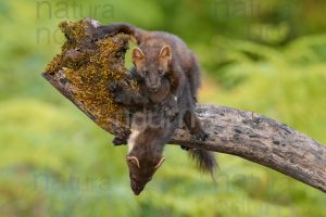 Photos of Pine Marten (Martes martes)