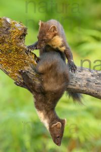 Photos of Pine Marten (Martes martes)