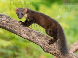 Photos of Pine Marten (Martes martes)