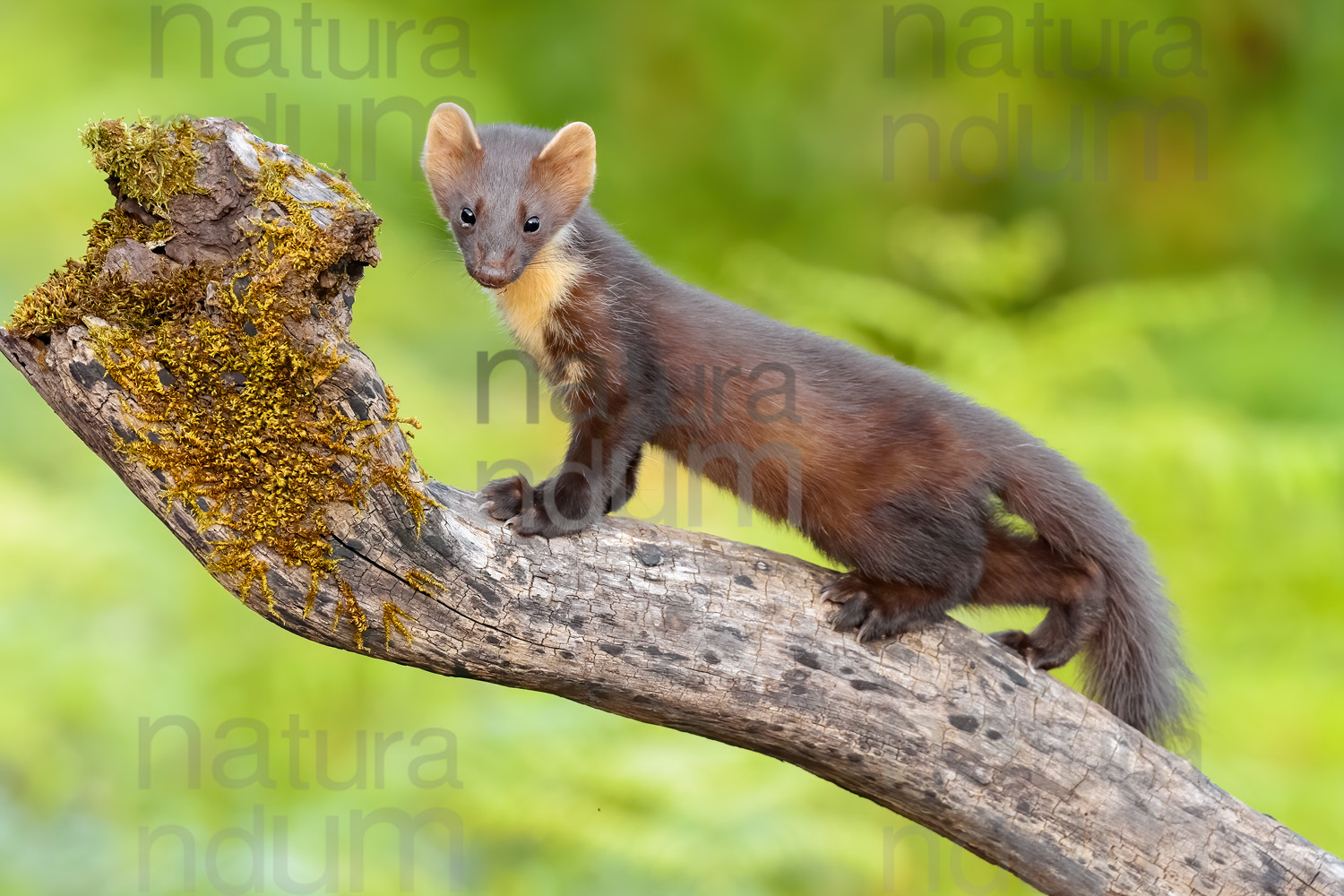 Photos of Pine Marten (Martes martes)