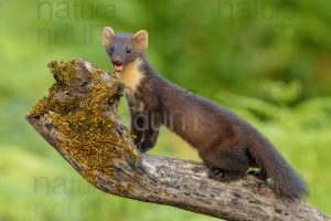 Photos of Pine Marten (Martes martes)