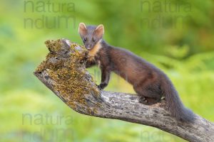 Photos of Pine Marten (Martes martes)