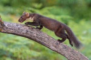 Photos of Pine Marten (Martes martes)