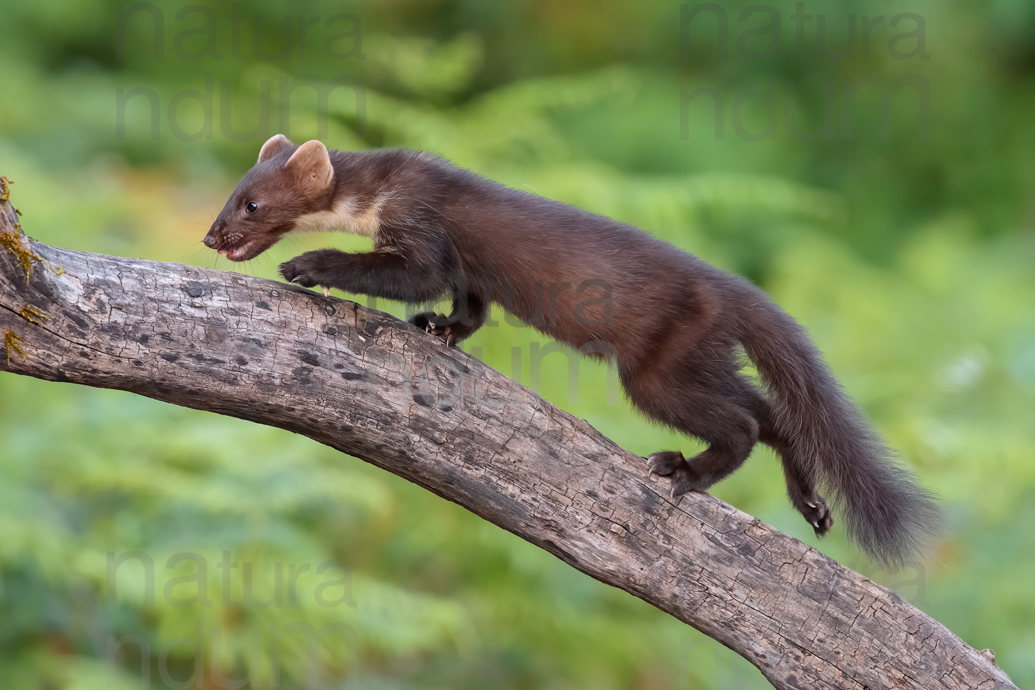 Photos of Pine Marten (Martes martes)