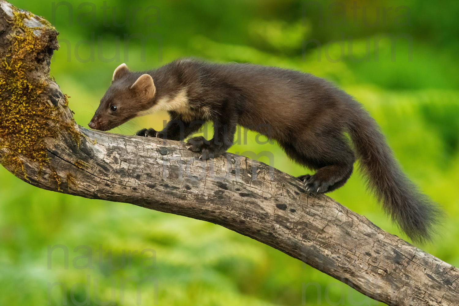 Photos of Pine Marten (Martes martes)