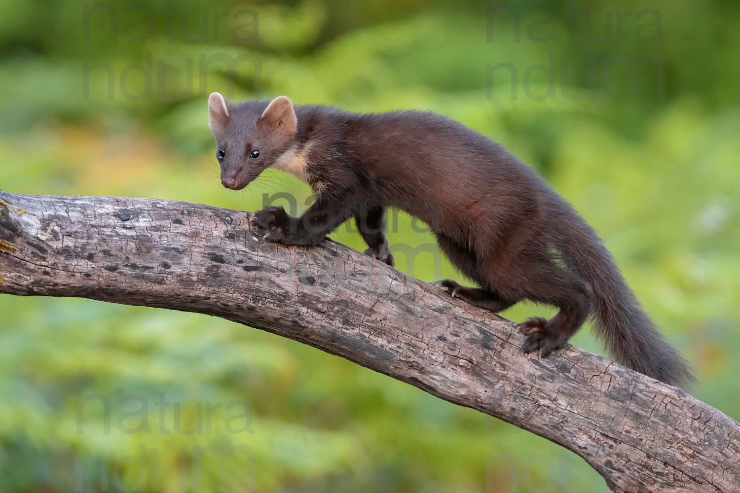 Photos of Pine Marten (Martes martes)