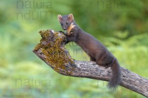 Photos of Pine Marten (Martes martes)