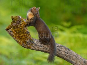 Photos of Pine Marten (Martes martes)