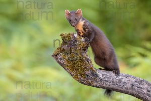 Photos of Pine Marten (Martes martes)