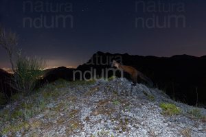 Foto di Martora (Martes martes)