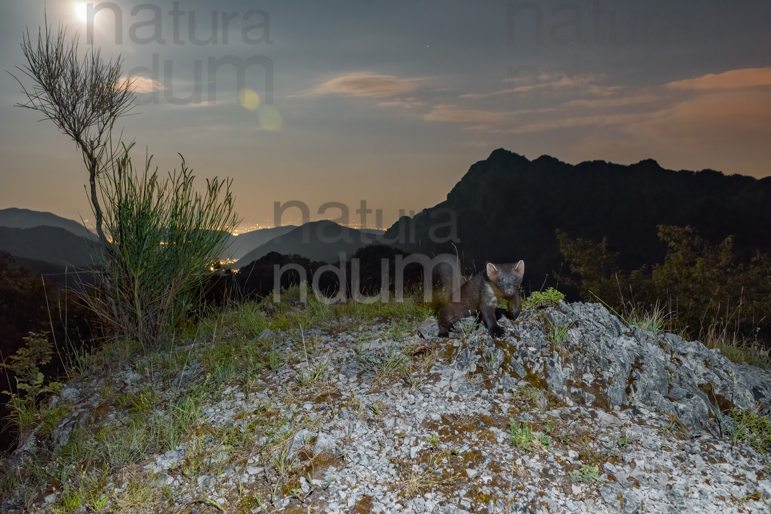 Photos of Pine Marten (Martes martes)