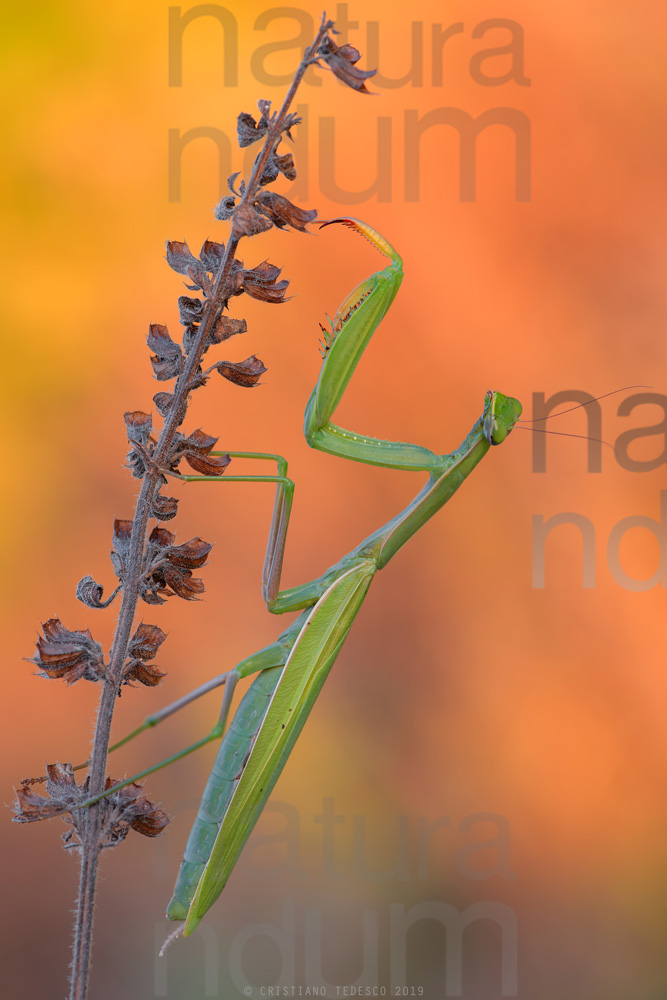 Foto di Mantide religiosa (Mantis religiosa)