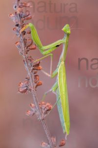 Foto di Mantide religiosa (Mantis religiosa)