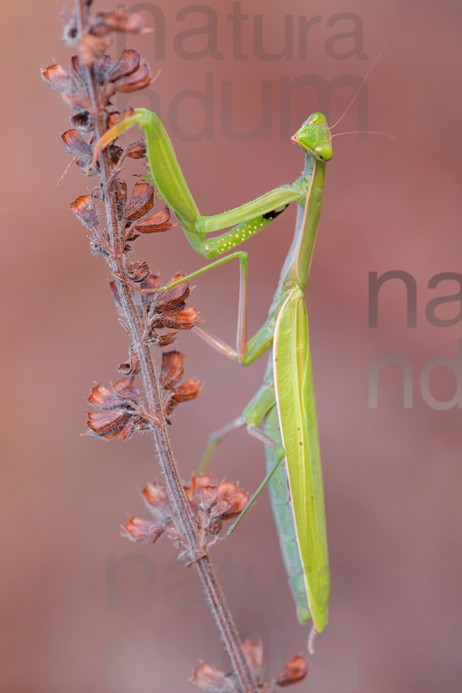 Photos of Praying Mantis (Mantis religiosa)